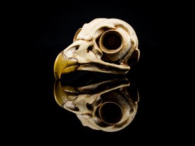 Barred Owl Skull (Pre Supported)