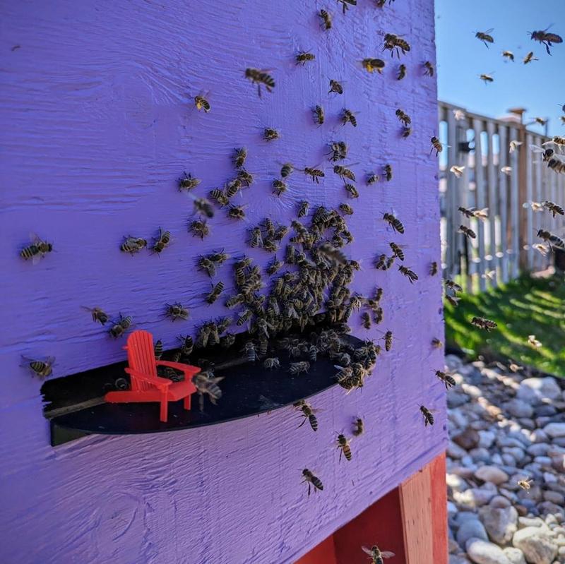 Hive Landing Board
