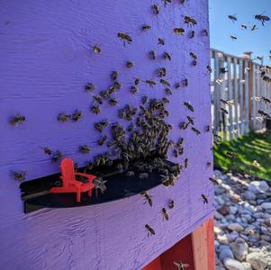 Hive Landing Board