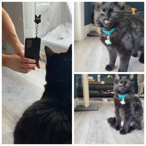 Attention Holder for Pet Pictures