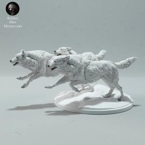 Arctic Wolves Run