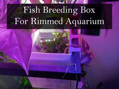 Secure Breeder and Isolation Box for Aquariums