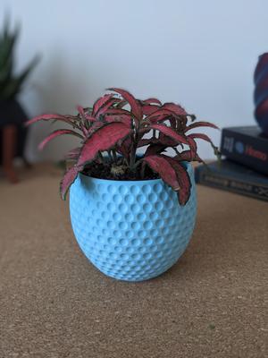 Tiny Dotted Succulent Planter