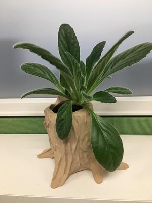 Tree Stump Planter
