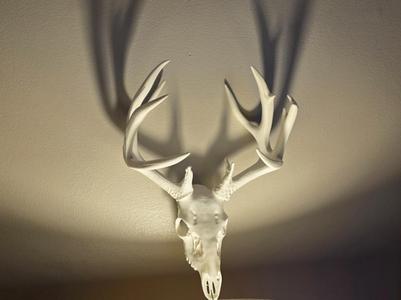 "WR Blacktail" Deer Skull