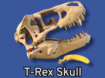 Tyrannosaurus Rex Skull