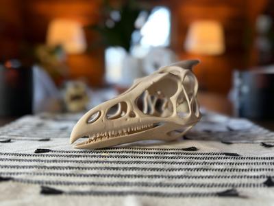 Pterodactyl Skull Fossil