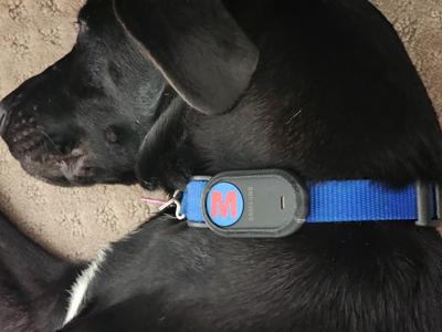 SmartTag2 Dog Collar Tracker - TPU