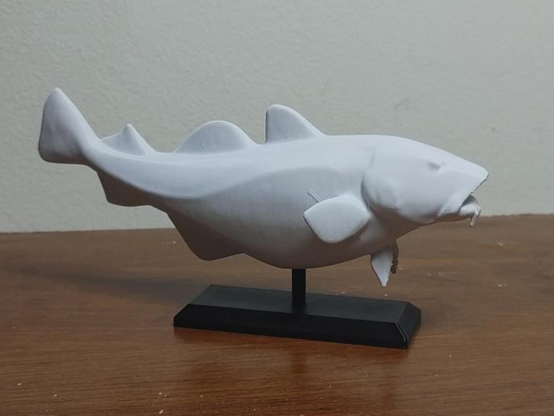 Atlantic Cod Fish Mount 