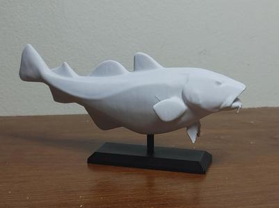 Atlantic Cod Fish Mount 