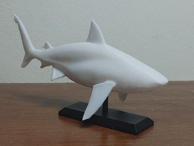 Bull Shark Mount