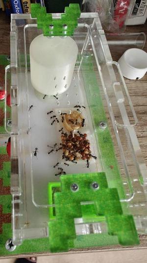 Ant Feeding Dish