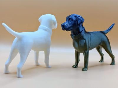 Labrador Retriever