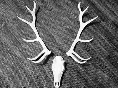 "Elk" Skull - Split Antlers