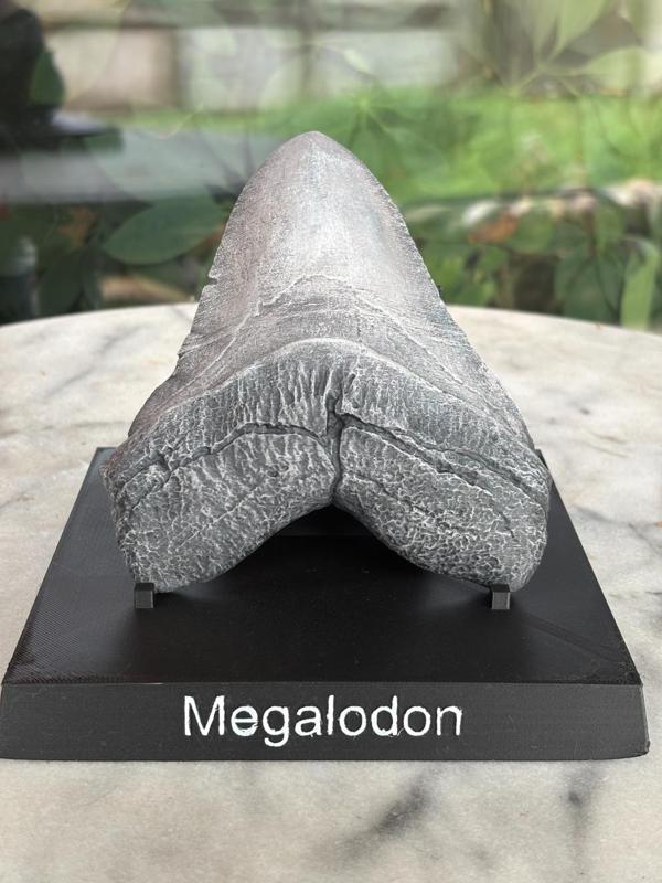 Megalodon Tooth Display