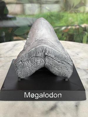 Megalodon Tooth Display