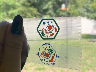 Animal and Plant Cell Printable Microscope Slides