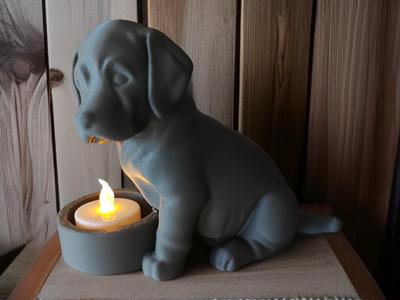 Labrador's Little Light