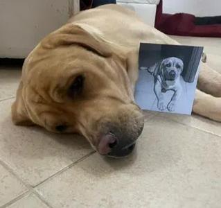 SCOTT THE DOG   