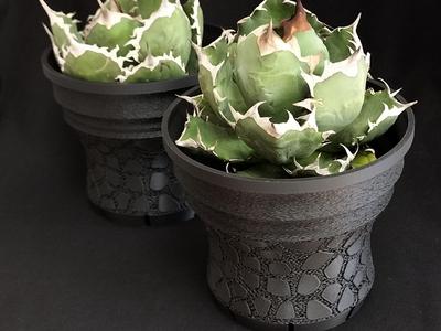 Agave plant pot / z021-mesh120 亀甲積み鉢