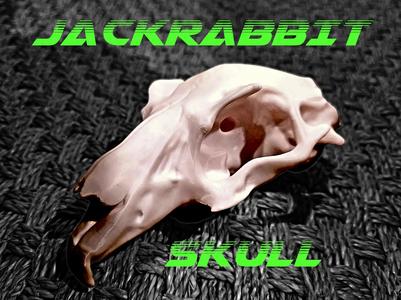 Jackrabbit Skull 