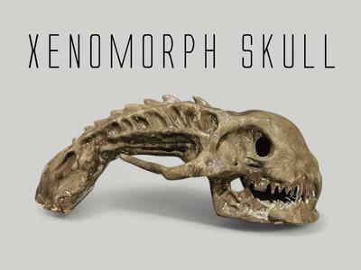 Xenomorph Skull