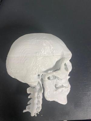 3D Scan Skull