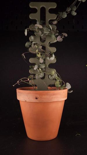 Plant Support
