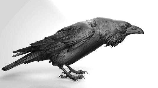 Crow - 3D Sculpting - High Poly