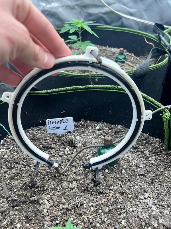 Drip ring for blumat system