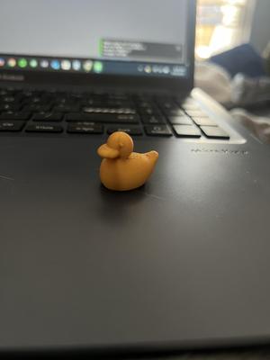 A Tiny Duck 