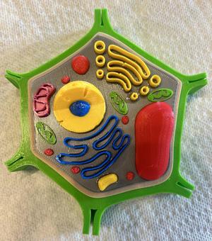 Plant Cell model