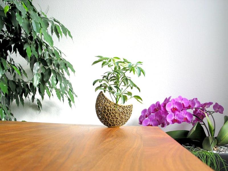 A burgeoning capsule Planter