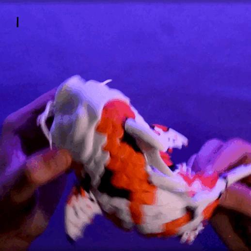Flexi Koi