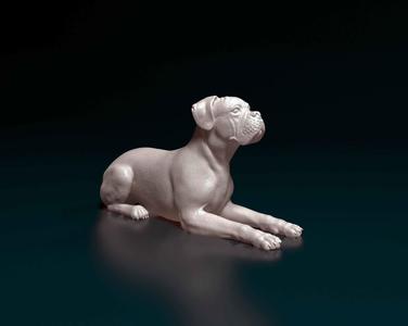 Boxer dog