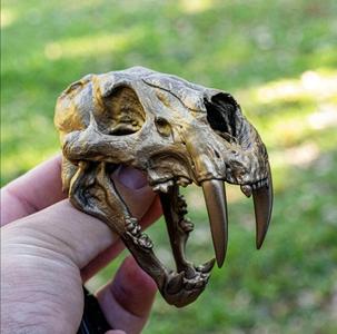 Sabertooth Skull 3D print model