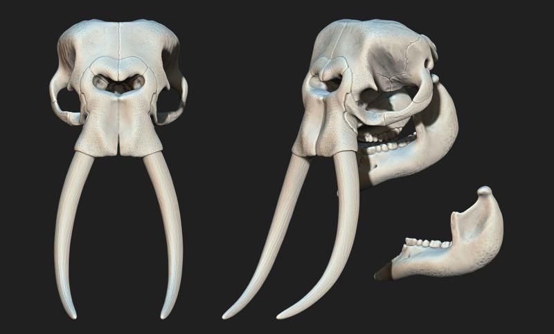 African Elephant Skull - Loxodonta Africana - CNC and