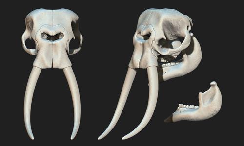 African Elephant Skull - Loxodonta Africana - CNC and