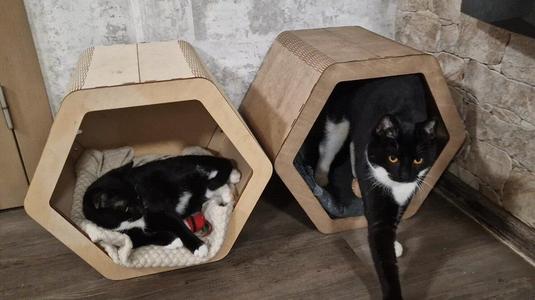 Laser Cut Plywood (3 mm thick) Easy Cat House