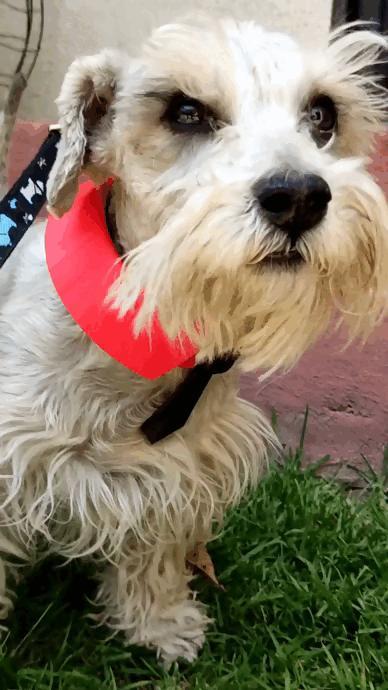 Dog Collar - Nostrils for Dogs