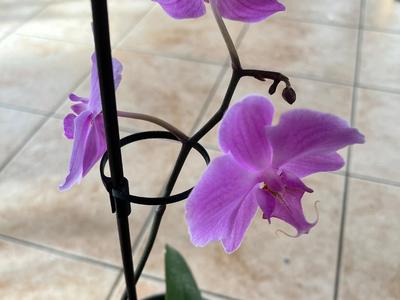 Plant growth aid orchid stick Sarracenia help 