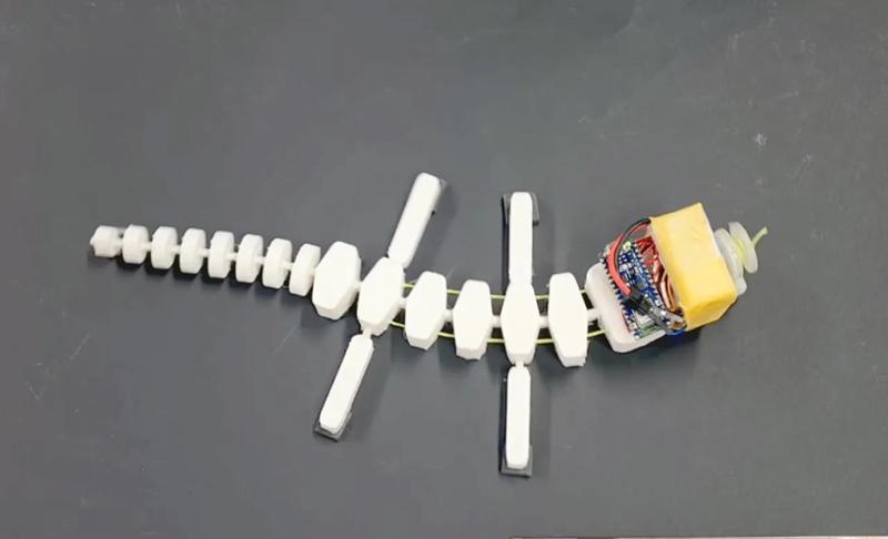 Lizard_Skeleton_VSoRos   