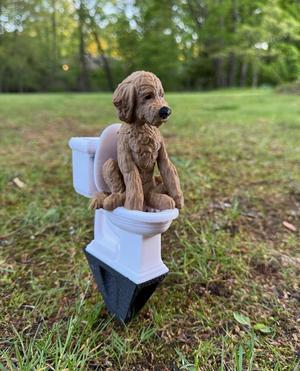 Labradoodle on Toilet