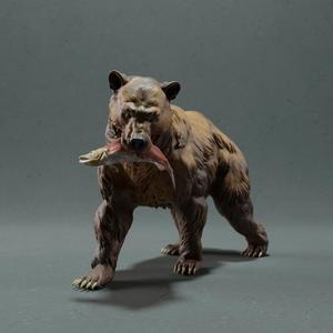 bear grizzly hunting 灰熊捕猎