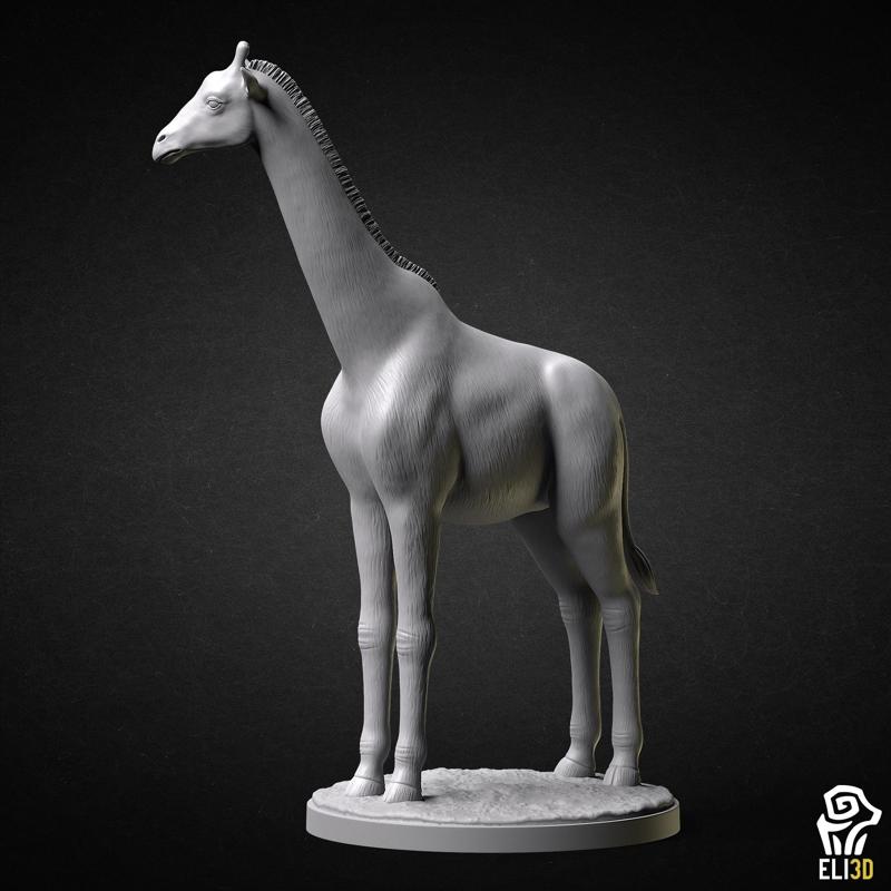 Giraffe - Animal