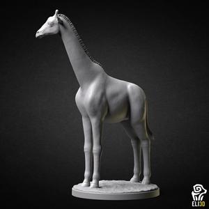 Giraffe - Animal