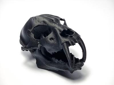 Wolf Skull