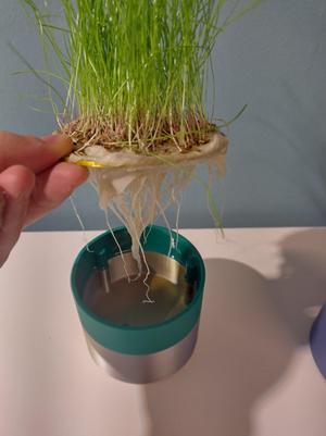 cat grass planter