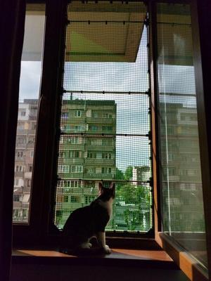 Customizable Pet Safety Window Frame (No-Drill Cat Screen)