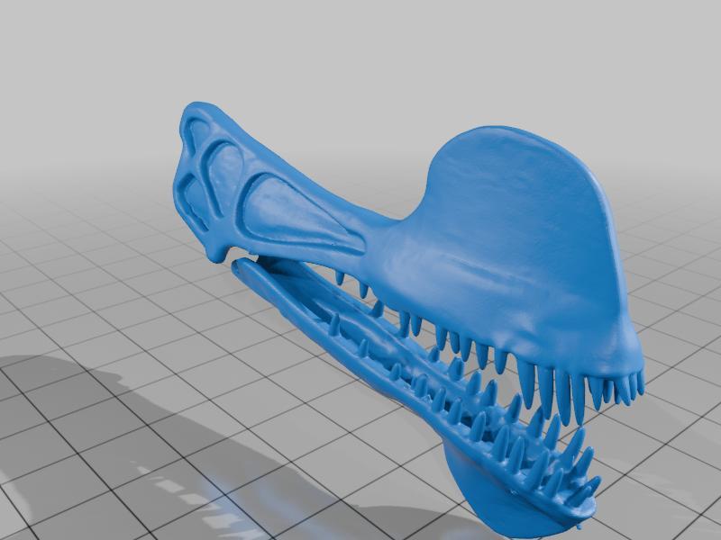 Tropeognathus skull 